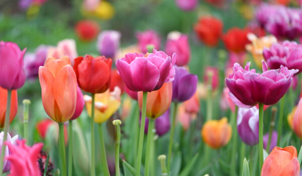 What’s on in Lewes, DE in 2024?