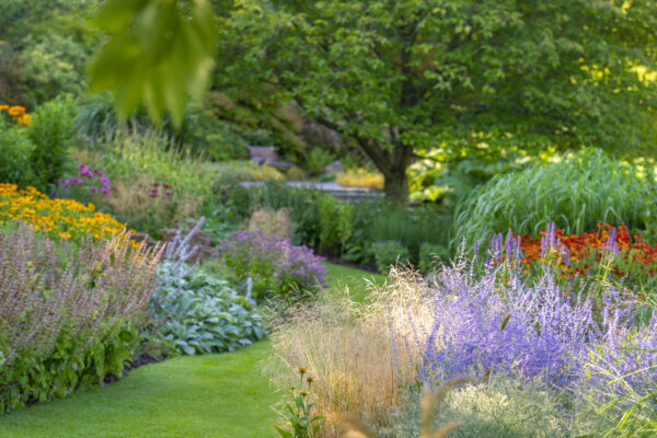Lavish garden in many colors. Morning light.