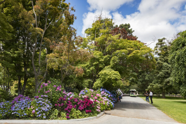 Botanic Gardens, Hydrangeas in Full Bloom in Summer - Beacon Inn
